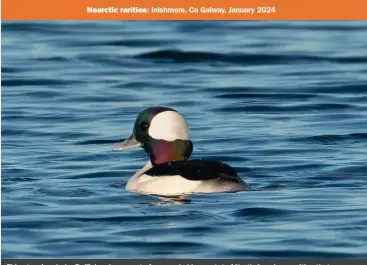  ?? ?? This stunning drake Bufflehead was part of a remarkable quartet of North American rarities that were present on the island of Inishmore, Go Galway, in January.