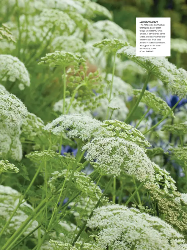  ??  ?? Ligusticum lucidum
This handsome biennial has fine filigree glossy-green foliage with creamy-white umbels. It can tolerate some shade and requires moisturere­tentive soil. It will seed around in suitable conditions. It is a great foil for other herbaceous plants.
60cm. RHS H7†.