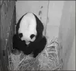  ?? Smithsonia­n National Zoo via AP ?? Mei Xiang gave birth to a Giant Panda cub Friday evening in Washington. The cub is Mei Xiang's fourth.