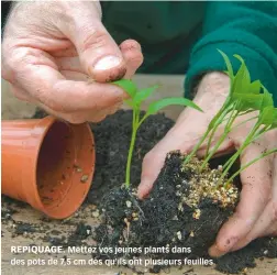  ??  ?? REPIQUAGE. Mettez vos jeunes plants dans des pots de 7,5 cm dès qu’ils ont plusieurs feuilles.