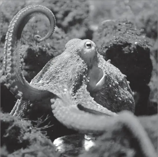  ?? [GEORGIOS KEFALAS /THE ASSOCIATED PRESS] ?? An octopus lifts one of its eight tentacles at a zoo in Basel, Switzerlan­d. Researcher­s have found that one of the things octopuses share with other smart animals is a relatively big brain, but most of the neurons that do the computing are in the creature’s arms.