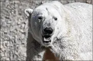  ?? DENVER ZOO ?? Lee, a male from the Denver Zoo, will be quarantine­d and then introduced to potential mates.