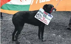  ?? PHOTO: LINDA ROBERTSON ?? Joining the crowd . . . A dog wears a sign saying ‘‘stop blood phosphate’’ during a protest at Ballance AgriNutrie­nts, in Dunedin, yesterday.