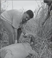  ?? HT PHOTO ?? Parag Nigam, expert at WII, radio collaring a swamp deer in Jhilmil Conservati­on Reserve 1.