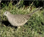  ?? U.S. Fish & Wildlife Service/WILLIAM POWELL ?? Inca dove