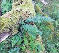  ?? Photograph D Black. ?? Atlantic woodland mosses and ferns.