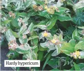  ??  ?? Hardy hypericum