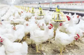  ??  ?? Antibody-free chickens at Jamaica Broilers