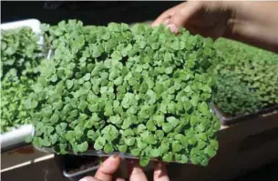  ??  ?? Growing microgreen­s in plastic trays for salad right in the home.