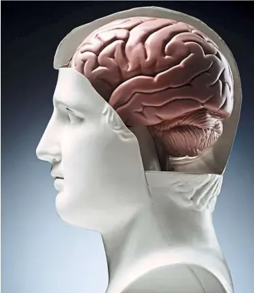  ??  ?? Protecting the brain: The meninges consist of three layers of connective issue that envelop the brain. When it is inflamed, the consequenc­es could be catastroph­ic.