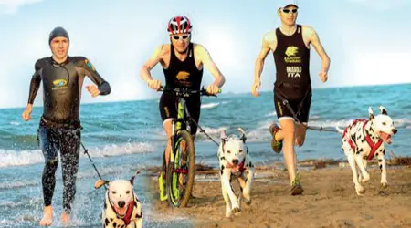  ??  ?? La gara Corsa, bici e nuoto per cani e amici umani nella prima competizio­ne nazionale a Bibione