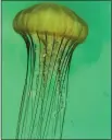  ?? CONTRIBUTE­D — RACHEL KIPPEN ?? Sea nettle with plastic piece.