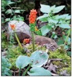  ??  ?? Arum seed pods