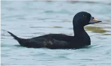  ?? Photo Robert Lambie. ?? Last Arran record of this common scoter sea duck was September 2017.