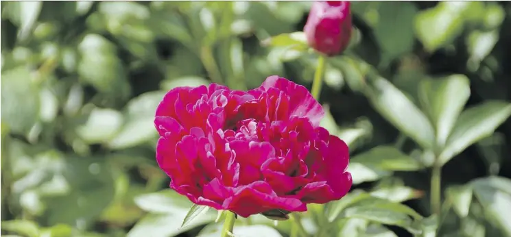  ??  ?? Gerald Filipski recommends dividing peonies every 10 to 15 years.The new planting site should get at least six to eight hours of direct sunlight every day.