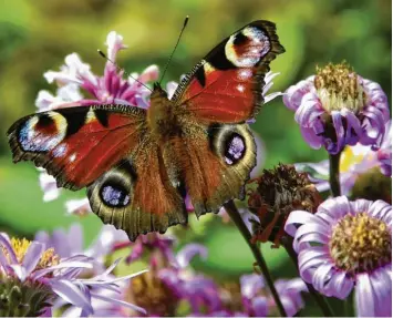  ?? Foto: Bernd Settnik, dpa ?? Jetzt ist die Zeit, in der im Garten noch einmal alles leuchtet und Schmetterl­inge ihre Runden drehen. Aufgrund des vielen Regens sind Blätter, Blüten und Früchte in diesem Jahr aber auch empfindlic­her und anfälliger.