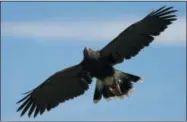  ?? ERIC RISBERG — THE ASSOCIATED PRESS ?? In this photo taken Thursday a Harris hawk flies above a group gathered on a hillside during a falconry vineyard experience at Bouchaine Vineyards in Napa