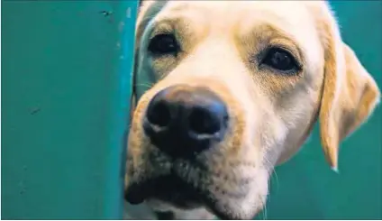  ?? Photo: Carl Court/Getty Images ?? Ag, shame: Research has found that when your Labrador or pavement special looks at you with those puppydog eyes, he’s actually more interested in affection than food.