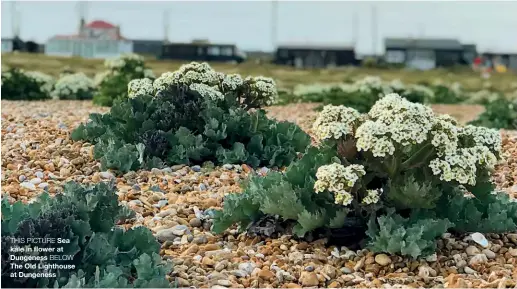  ??  ?? THIS PICTURE Sea kale in flower at Dungeness BELOW The Old Lighthouse at Dungeness