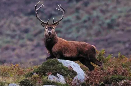  ?? Photo by Valerie O’Sullivan ?? A red deer on Mangerton Mountain.