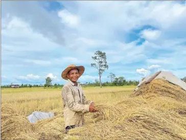  ?? SANSOM MLUP PREY ?? A proud farmer smiles as he harvests his IBIS rice earlier this year.