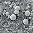  ??  ?? Images from the surface of Mars emerged this week revealing the presence of mushrooms (pictured), a group of scientists claimed in a controvers­ial new study. It states some images captured by NASA's Curiosity show fungi is growing on the surface of the supposedly barren planet