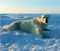  ?? AP ?? A polar bear wearing a GPS video-camera collar lies on a chunk of sea ice in the Beaufort Sea, north of Alaska. —