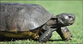  ?? (File Photo/AP/The Florida Times-Union/Will Dickey) ?? A gopher tortoise ambles along a tee box Sept. 21, 2014, in Ponte Vedra Beach, Fla.