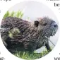  ?? FOTO: DPA ?? Eine Nutria.