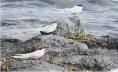  ??  ?? 0 Doctors in Shetland have been handing out ‘nature prescripti­ons’ in a trial to boost the physical and mental health