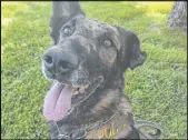  ?? USDA Forest Service ?? A Belgian Malinois named Ice, a U.S. Forest Service police dog, the day after he suffered nine stab wounds during a marijuana raid in Northern California.