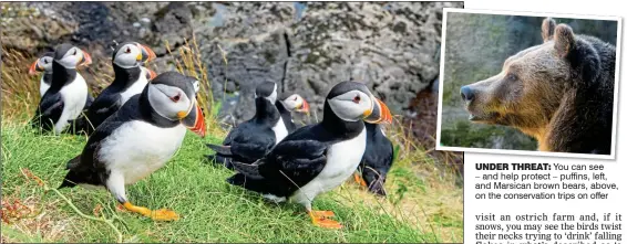  ??  ?? UNDER THREAT: You can see – and help protect – puffins, left, and Marsican brown bears, above, on the conservati­on trips on offer