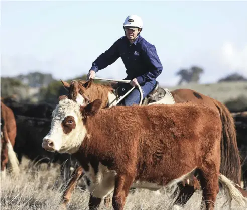  ?? Picture: DYLAN ROBINSON ?? SADDLING UP: Australian Agricultur­al Company has announced a former banker will take charge of the firm, which owns 21 vast outback properties and runs a breeding herd of 540,000 cattle.