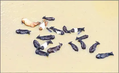  ?? AP ?? Cattle huddle together in the water caused by flooding after the heavy rains in Baton Rouge, Louisiana Tuesday.