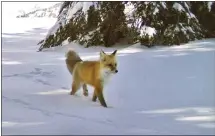  ?? NATIONAL PARK SERVICE VIA AP ?? A Sierra Nevada red fox walks in Yosemite National Park in 2014. A red fox was recently spotted near Taboose Pass, on the eastern boundary of Sequoia and Kings Canyon national parks, giving hope that the threatened species is expanding and increasing its survival chances.