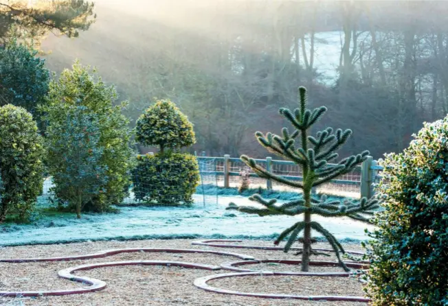  ??  ?? The Medusa Garden, with its coiled artwork looping around a monkey puzzle tree, amid ‘Golden King’ topiary. Ornamental Araucaria araucana has a smooth purplish brown cylindrica­l trunk and pointed leathery leaves.