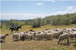  ?? GENE PEACH ?? Shepards Lamb sheep camp worker moving sheep to a late summer pasture.