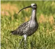  ?? Foto: Partsch (Archiv) ?? Der Große Brachvogel. Nach sieben Jah‰ ren gibt es endlich einen Bruterfolg im Donauried.