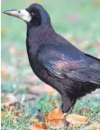  ?? ARCHIVFOTO: NAGEL/DPA ?? Saatkrähen treten oft in Gruppen auf, auch im Winter auf Wiesen und Feldern. Die Rabenvögel ernähren sich von Getreidekö­rnern, Früchten und Insekten.