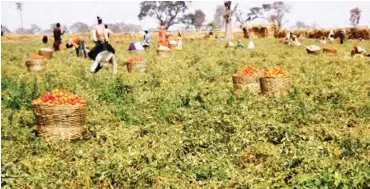  ??  ?? Absence of tomato storage facilities is one of the reason given for the post-harvest loss