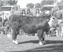  ??  ?? toro Hereford, presentado por Hugo Alvarez. El mejor