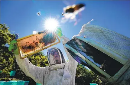  ?? NELVIN C. CEPEDA U-T ?? Paul Gunn and Dom Peck inspect beehive frames at the San Diego Bee Sanctuary in Valley Center. Their Escondido location lost millions of bees last year because of fipronil poisoning.