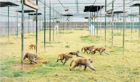  ?? BRYAN TARNOWSKI/THE NEW YORK TIMES ?? Veterinary techs feed some of the over 5,000 monkeys at a primate research center in Covington, Louisiana.