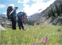  ?? MICHELLE GURNEY ?? On the six-milometre hike from Bow Lake to Bow Hut, the group passed through this valley filled with wildflower­s.