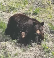  ?? NICHOLAS PENNER ?? Mama bear and her cubs on the Red Rock Parkway are a highlight, but the area is a draw for much more than wildlife.