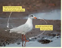  ??  ?? Pale back and wings, black and white wingtips Bright red thick bill And red legs