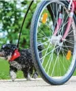  ?? Foto: Robert Michael, dpa ?? Der Hund darf vom Fahrrad aus geführt werden.