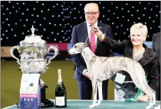  ??  ?? BEST: Tease, a whippet, stands with owner Yvette Short after winning the best in show at the Crufts Dog Show in Birmingham, England on Sunday.