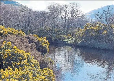  ??  ?? The gorse bushes are in full bloom and they certainly add colour to this shot of Lochranza burn on Arran. This was taken with my Fuji x-s1