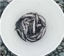  ??  ?? Samples of capelin in a bucket after being caught near the town of Middle Cove, Nfld.